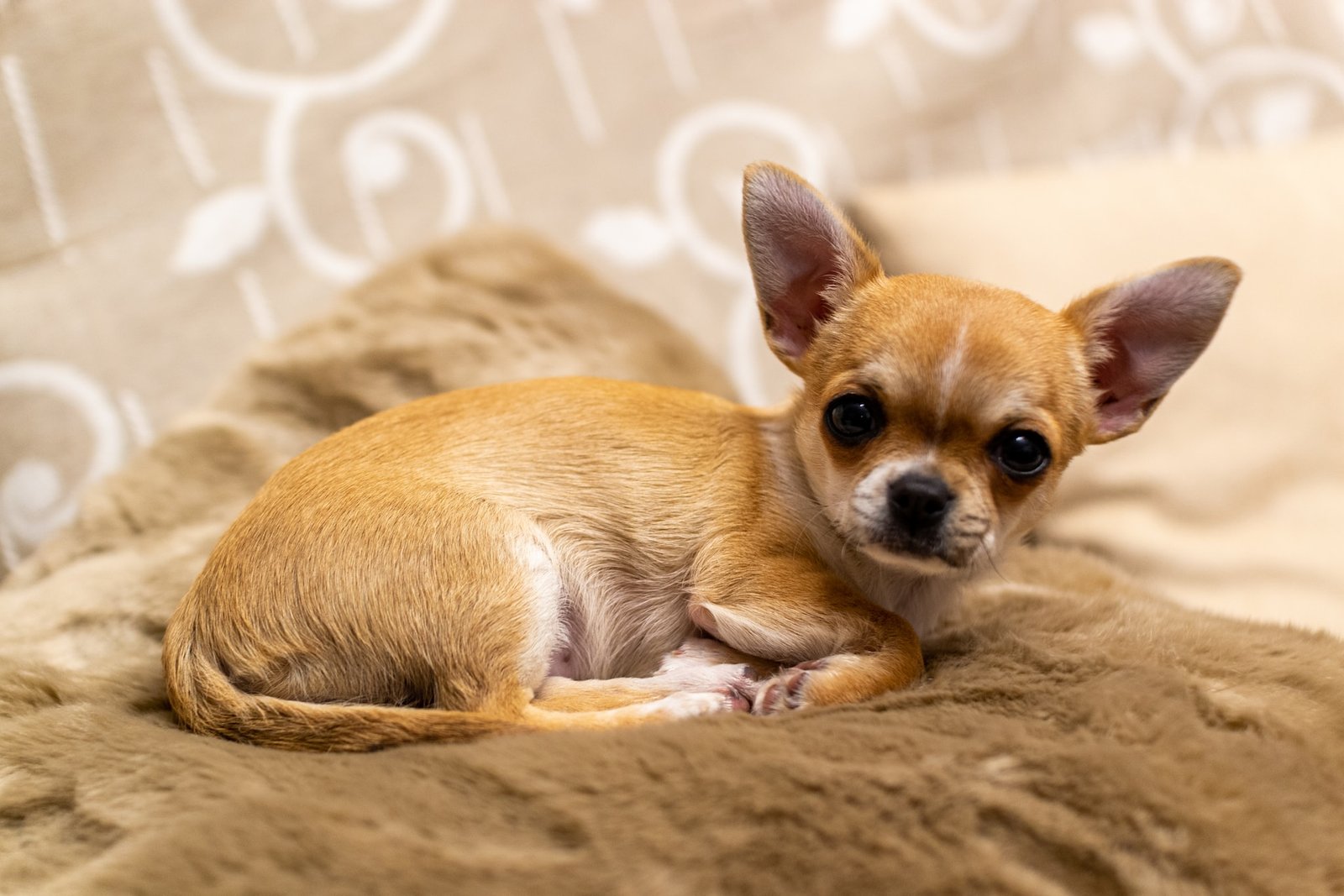 Teacup Applehead Chihuahua Puppies The Perfect Companion For Small
