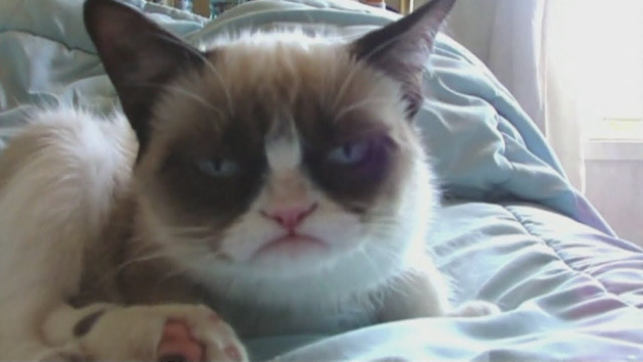 25 Famous Cats: Hall of Feline Fame