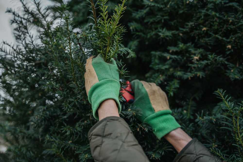 The Art and Science of Tree Care: Best Practices and Tips